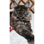 Cucciolo di Maine coon alta Genealogia - Foto n. 6