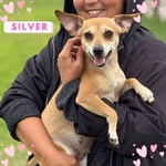 Silver Cagnolina Allegra e Dolce Cerca casa - Taglia Piccola 5 Kg - Foto n. 1