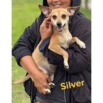 Silver Cagnolina Allegra e Dolce Cerca casa - Taglia Piccola 5 Kg - Foto n. 3