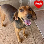 Puck Segugetto 5 anni Cerca casa - Adozione Canile di Latina - Foto n. 1