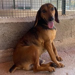 Puck Segugetto 5 anni Cerca casa - Adozione Canile di Latina - Foto n. 2