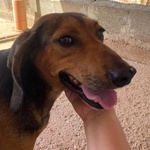 Puck Segugetto 5 anni Cerca casa - Adozione Canile di Latina - Foto n. 3