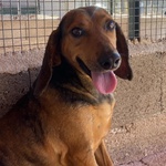 Puck Segugetto 5 anni Cerca casa - Adozione Canile di Latina - Foto n. 4