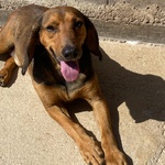 Puck Segugetto 5 anni Cerca casa - Adozione Canile di Latina - Foto n. 5