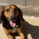 Puck Segugetto 5 anni Cerca casa - Adozione Canile di Latina - Foto n. 6