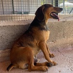 Puck Segugetto 5 anni Cerca casa - Adozione Canile di Latina - Foto n. 7