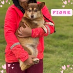 🐶 Altra Razza femmina di 4 anni in adozione a Latina (LT) e in tutta Italia da associazione animali