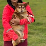 Fiore Dolce Cagnolina Incrocio Corgi Chihuahua Cerca Adozione - Foto n. 4