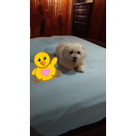 🐶 Maltese femmina in adozione a Catania (CT) da privato