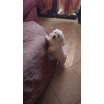 Maltese in Regalo Adozione - Foto n. 2