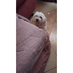 Maltese in Regalo Adozione - Foto n. 3