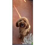 🐶 Barboncino maschio in adozione a Catania (CT) da privato