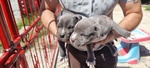 Cuccioli Amstaff blu con Pedigree in Puglia Calabria Campania Basilicata. - Foto n. 1