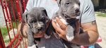 Cuccioli Amstaff blu con Pedigree in Puglia Calabria Campania Basilicata. - Foto n. 2