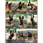 Allevamento Cuccioli Pastore Belga Malinois Potenza Matera Basilicata Campania Calabria - Foto n. 1