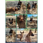 Allevamento Cuccioli Pastore Belga Malinois Potenza Matera Basilicata Campania Calabria - Foto n. 2