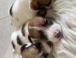 Vendo Cuccioli jack Russel pelo Lungo - Foto n. 2