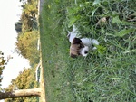 Vendo Cuccioli jack Russel pelo Lungo - Foto n. 3