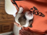 Vendo Cuccioli jack Russel pelo Lungo - Foto n. 4