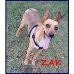 Zak 8anni Bravo - 12kg - non Interessa Più! - Foto n. 1