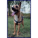 Zak 8anni Bravo - 12kg - non Interessa Più! - Foto n. 3