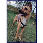 Zak 8anni Bravo - 12kg - non Interessa Più! - Foto n. 4