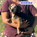 Armando Dolce e Gentile Cerca Adozione - 8 anni 9 kg :) - Foto n. 1
