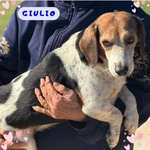 Giulio Dolce Cagnolino Incrocio Beagle jack Russell Cerca Casa - Foto n. 1