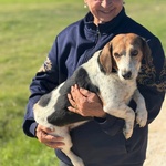 Giulio Dolce Cagnolino Incrocio Beagle jack Russell Cerca Casa - Foto n. 4
