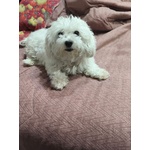 Maltese in Regalo Adozione - Foto n. 2