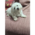 Maltese in Regalo Adozione - Foto n. 3