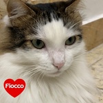 Fiocco Micione 2 anni Cerca casa - Adozione Latina - Foto n. 1