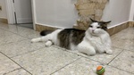 Fiocco Micione 2 anni Cerca casa - Adozione Latina - Foto n. 2