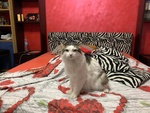 Fiocco Micione 2 anni Cerca casa - Adozione Latina - Foto n. 3