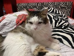 Fiocco Micione 2 anni Cerca casa - Adozione Latina - Foto n. 4