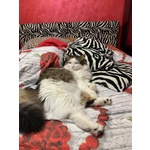 Fiocco Micione 2 anni Cerca casa - Adozione Latina - Foto n. 5