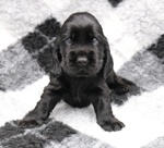 Cuccioli di Cocker Spaniel Inglese con Pedigree - Foto n. 3