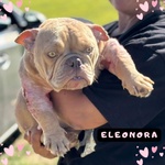 Eleonora - American Bully Pocket - 1 anno Cerca Casa - Foto n. 1
