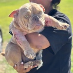 Eleonora - American Bully Pocket - 1 anno Cerca Casa - Foto n. 2