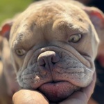 Eleonora - American Bully Pocket - 1 anno Cerca Casa - Foto n. 3