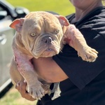 Eleonora - American Bully Pocket - 1 anno Cerca Casa - Foto n. 4
