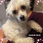 🐶 Chinese Crested Dog femmina di 4 anni in adozione a Latina (LT) e in tutta Italia da associazione animali