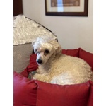 Shakira Dolcissima Chinese Crested dog con Pedigree Cerca Adozione! - Foto n. 2