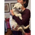 Shakira Dolcissima Chinese Crested dog con Pedigree Cerca Adozione! - Foto n. 3