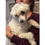 Shakira Dolcissima Chinese Crested dog con Pedigree Cerca Adozione! - Foto n. 4