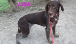 Lisa 2anni Timida Setterina - Foto n. 4