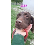 Lisa 2anni Timida Setterina - Foto n. 5