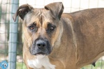 🐶 American femmina di 2 anni e 10 mesi in adozione a Chioggia (VE) e in tutta Italia da associazione animali