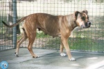 Kira, Cuore Forte in Cerca di Fiducia - Foto n. 3