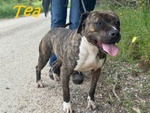Tea 4anni un Amore di Pitbullina - Foto n. 5